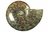 Polished Ammonite (Cleoniceras) Fossil - Madagascar #265347-1